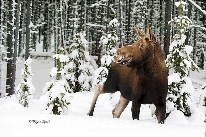 Cow Moose 122 by Dr. Wayne Lynch &copy;